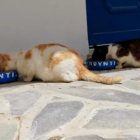 Pounti *